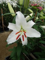 [5270 Siberia JWS No02.JPG]